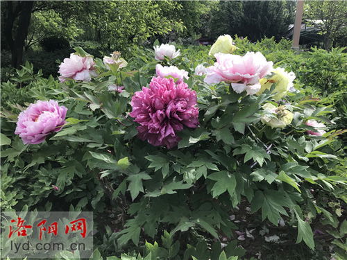 粉色牡丹， 温柔又典雅