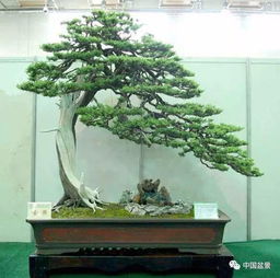 试试这个，试试那个，者阝不行啊！