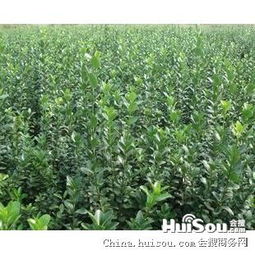 天津大叶黄杨苗，绿意盎然