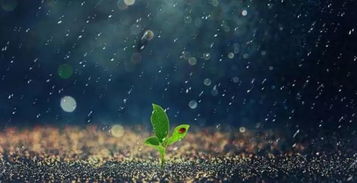澳洲杉淋雨后易受潮腐朽，需及时养护以防病害