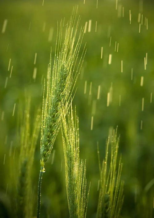 谷雨：雨生百谷