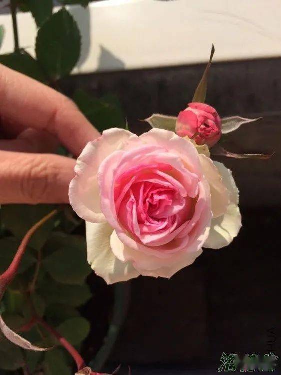 灌小伊月季与藤小伊月季的区别