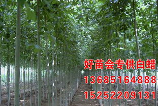 老式白蜡价位如何