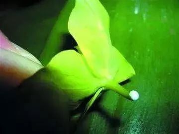 虾钳花属怎么种植？适合哪些土壤