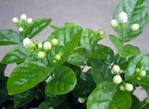 二、 掌握养花技巧，科学养护花卉