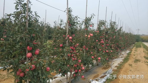 苹果树种植的最佳时间是什么时候？生长周期大约有多长