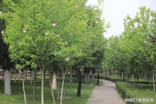 庭院、 公园、道路绿化中的六月开白花植物选择