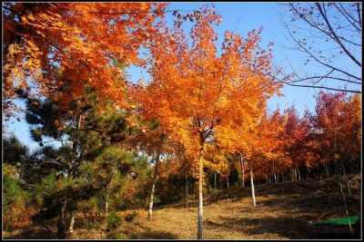 黄栌：红叶中的明星