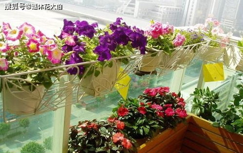 盆栽植物的养护