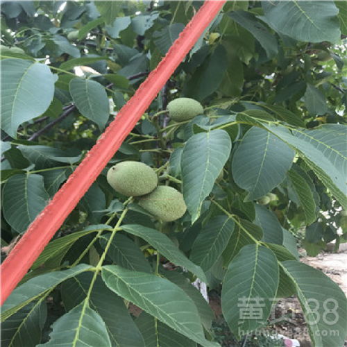 苗木等级小知识，一级苗和二级苗大揭秘！