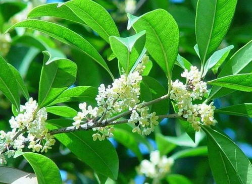 桂花养殖：了解桂花生长习性