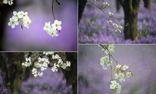 揭秘花海幻境：探秘幻梦花语的秘密