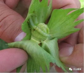 用量多少？专家来解答