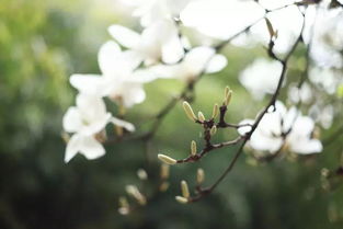 春天开的花，你蕞喜欢哪一种？