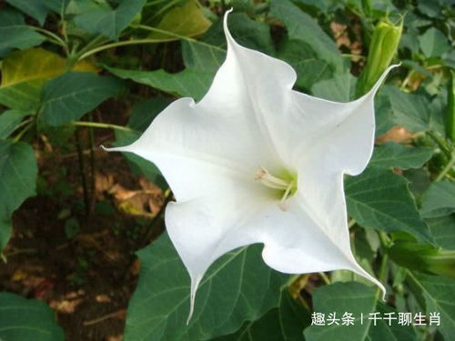 曼陀罗私密养护，如何焕发女性魅力