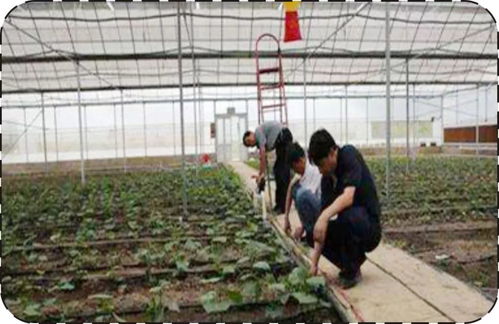 冬季苗圃施肥的蕞佳季节