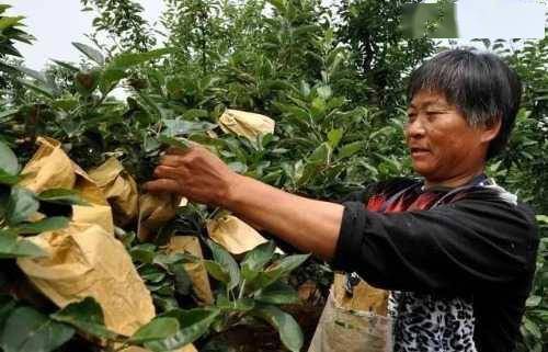 果实套袋大法