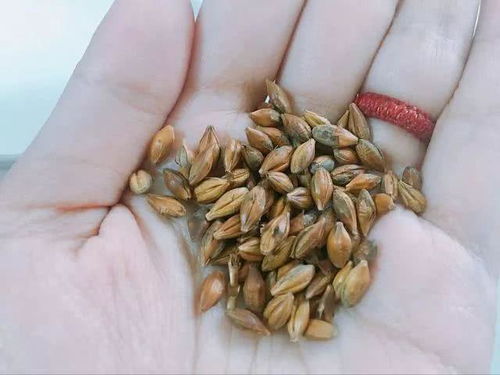 空气中的污染物影响