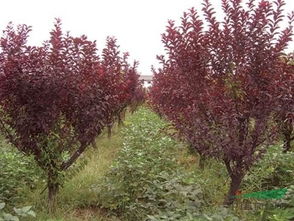 红叶李苗的种植方法