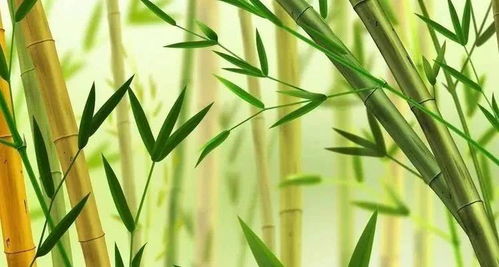 如何让竹子根成功种植？掌握这5个技巧，轻松打造绿色家园！