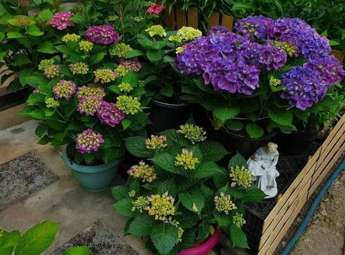 颜色搭配，打造梦幻花园