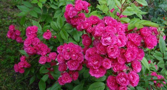 室内外月季的生长环境差异