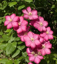 铁线莲花期长、花量大？这些品种不容错过