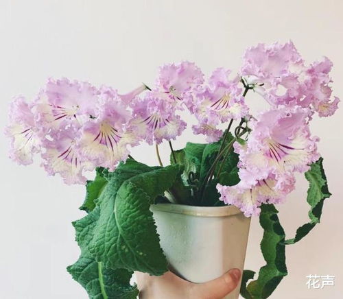 光照不足也嫩养花那个？快来了解一下！