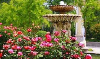 如何区分蔷薇、月季和玫瑰