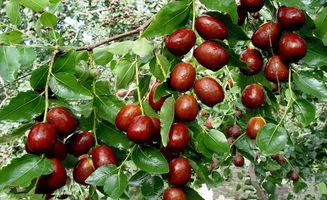 杏树为何四月份还未发芽？