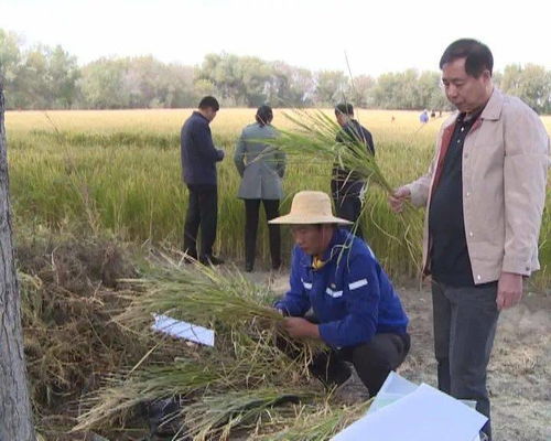盐碱地改良与牧草种植结合方案， 国际优质牧草品种引种与本土化培育计划