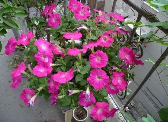 牵牛花,仙掌仙山仙球养!