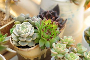 夏天养殖多肉，遮阳方案怎么选？