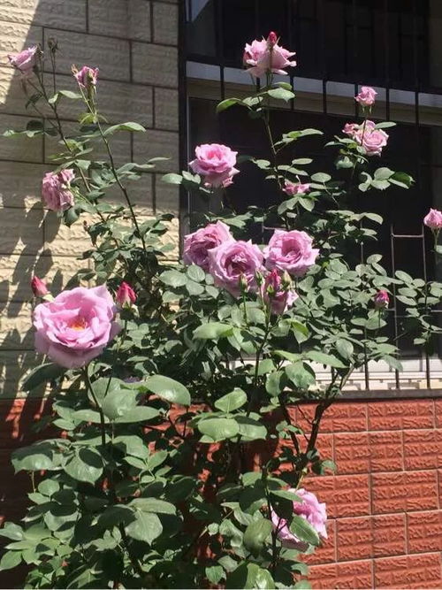 谢花的处理：月季的华丽转身