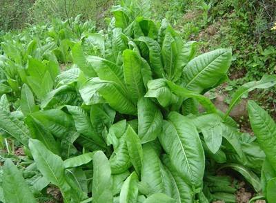 菊苣品种的牧草， 南方冬天的绿宝石