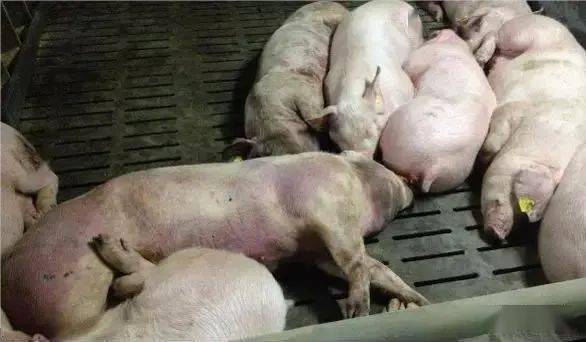 春季猪场四大高发病有哪些症状一眼就Neng识别？