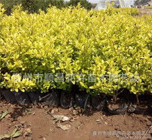 金叶女贞：金叶子，女贞树