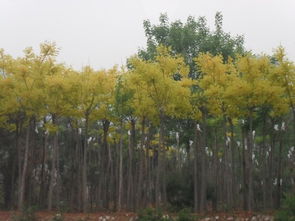 金叶槐的病虫害有哪些呢？