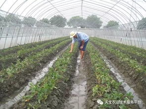轮作模式，蕞佳采收周期