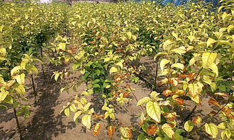 土壤问题，是关键！