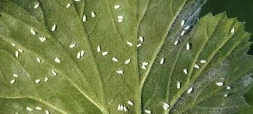 明晰虫害根源，防范胜于治理