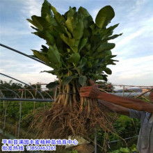 柚子树苗种植技术中，柚苗栽培全流程解析