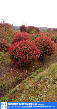 红叶石楠那些事儿——50公分苗和10公分树的价差揭秘
