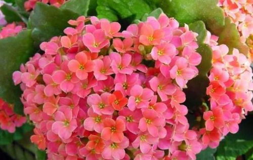 夏天适合养的花有哪些？