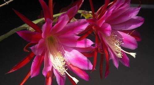 考虑季节变化，选择季节性开花花卉