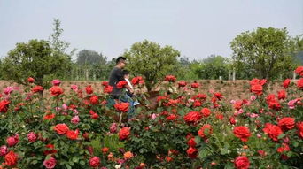 南阳西峡县月季名城建设进展如何？