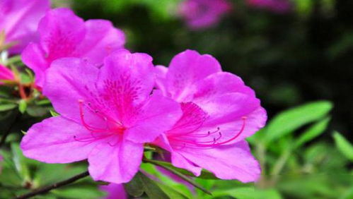 杜鹃花，那些事儿