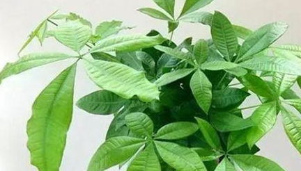 修剪后的叶片卷曲怎么办？