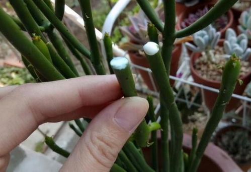 “光棍树最佳扦插期及开花时间揭秘，爆款花卉必看！”