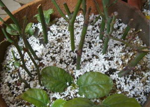 生根机制大揭秘